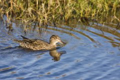 Green-winged Teal, Anas carolinensis