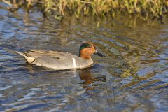 Green-winged Teal, Anas carolinensis