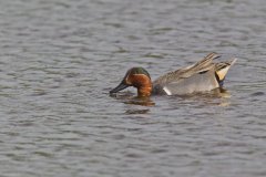 Green-winged Teal, Anas carolinensis