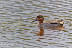 Green-winged Teal, Anas carolinensis