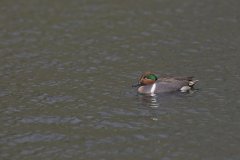 Green-winged Teal, Anas carolinensis