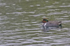 Green-winged Teal, Anas carolinensis