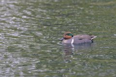 Green-winged Teal, Anas carolinensis