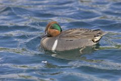 Green-winged Teal, Anas carolinensis