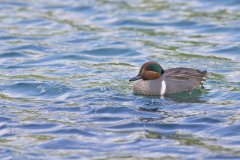 Green-winged Teal, Anas carolinensis