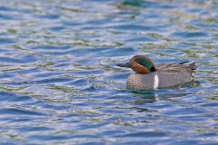 Green-winged Teal, Anas carolinensis