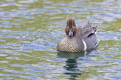 Green-winged Teal, Anas carolinensis