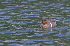 Green-winged Teal, Anas carolinensis