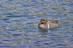 Green-winged Teal, Anas carolinensis