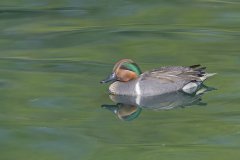 Green-winged Teal, Anas carolinensis
