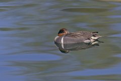 Green-winged Teal, Anas carolinensis