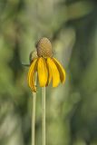 Grey-headed Coneflower, Ratibida pinnata