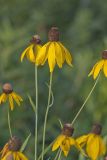 Grey-headed Coneflower, Ratibida pinnata