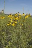 Grey-headed Coneflower, Ratibida pinnata