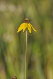 Grey-headed Coneflower, Ratibida pinnata