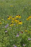 Grey-headed Coneflower, Ratibida pinnata