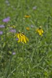 Grey-headed Coneflower, Ratibida pinnata