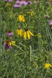 Grey-headed Coneflower, Ratibida pinnata