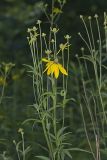 Grey-headed Coneflower, Ratibida pinnata