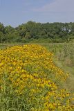Grey-headed Coneflower, Ratibida pinnata