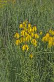 Grey-headed Coneflower, Ratibida pinnata