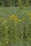Grey-headed Coneflower, Ratibida pinnata