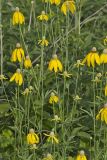 Grey-headed Coneflower, Ratibida pinnata