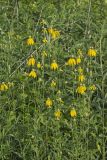 Grey-headed Coneflower, Ratibida pinnata