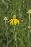 Grey-headed Coneflower, Ratibida pinnata