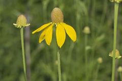Grey-headed Coneflower