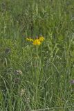 Grey-headed Coneflower, Ratibida pinnata