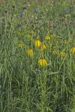 Grey-headed Coneflower, Ratibida pinnata