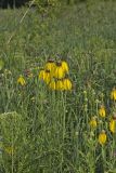 Grey-headed Coneflower, Ratibida pinnata
