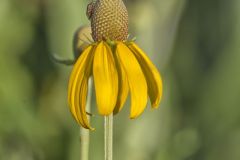 Grey-headed Coneflower, Ratibida pinnata