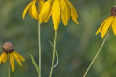 Grey-headed Coneflower, Ratibida pinnata