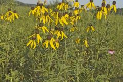 Grey-headed Coneflower, Ratibida pinnata