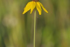 Grey-headed Coneflower, Ratibida pinnata