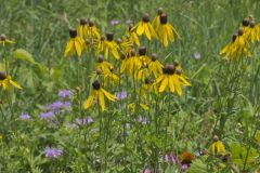 Grey-headed Coneflower, Ratibida pinnata