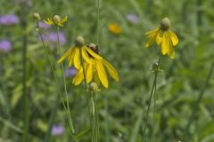 Grey-headed Coneflower, Ratibida pinnata