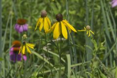 Grey-headed Coneflower, Ratibida pinnata