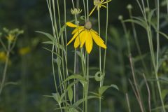 Grey-headed Coneflower, Ratibida pinnata