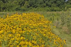 Grey-headed Coneflower, Ratibida pinnata