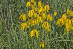 Grey-headed Coneflower, Ratibida pinnata