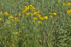 Grey-headed Coneflower, Ratibida pinnata