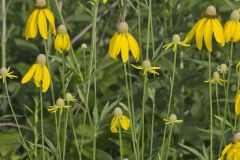 Grey-headed Coneflower, Ratibida pinnata