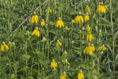 Grey-headed Coneflower, Ratibida pinnata
