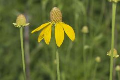 Grey-headed Coneflower, Ratibida pinnata