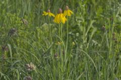 Grey-headed Coneflower, Ratibida pinnata