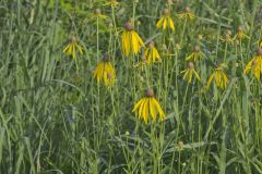 Grey-headed Coneflower, Ratibida pinnata