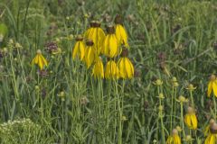 Grey-headed Coneflower, Ratibida pinnata